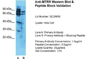MTRR antibody  (N-Term)