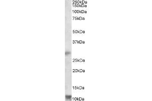 ABIN571089 (1µg/ml) staining of Human Heart lysate (35µg protein in RIPA buffer).