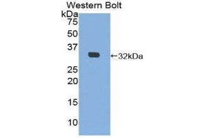 Image no. 1 for anti-E3 ubiquitin-protein ligase MIB2 (MIB2) (AA 407-663) antibody (ABIN1859820)