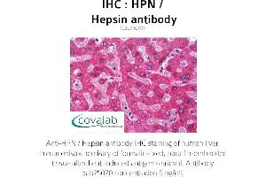Image no. 1 for anti-Hepsin (HPN) (AA 241-260) antibody (ABIN1735563)