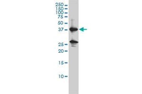 Renin antibody  (AA 24-406)