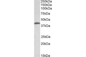 Image no. 2 for anti-threonine Synthase-Like 2 (THNSL2) (AA 192-204) antibody (ABIN5539899)