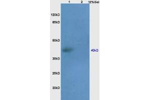 Image no. 3 for anti-Septin 1 (SEPT1) (AA 160-210) antibody (ABIN872796)