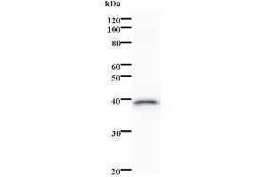 Image no. 1 for anti-Small Nuclear RNA Activating Complex, Polypeptide 5, 19kDa (SNAPC5) antibody (ABIN932209)