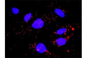 Image no. 2 for anti-Fc Fragment of IgG, Low Affinity IIIa, Receptor (CD16a) (FCGR3A) (AA 1-290) antibody (ABIN515571)