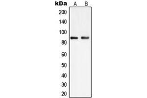 Image no. 1 for anti-Phosphatidylinositol-4-Phosphate 5-Kinase, Type I, gamma (PIP5K1C) (Center) antibody (ABIN2706814)