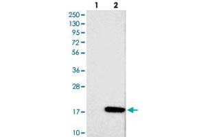 Image no. 1 for anti-Family with Sequence Similarity 19 (Chemokine (C-C Motif)-Like), Member A1 (FAM19A1) antibody (ABIN5577809)
