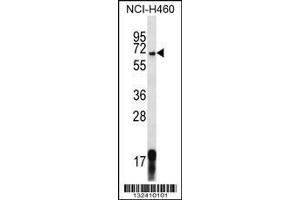 Image no. 2 for anti-G-Protein Signaling Modulator 1 (GPSM1) (AA 439-468) antibody (ABIN656666)
