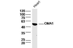 Image no. 1 for anti-OMA1 Zinc Metallopeptidase Homolog (OMA1) (AA 401-500) antibody (ABIN5675734)