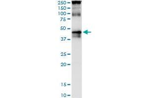 Image no. 2 for anti-TAR (HIV-1) RNA Binding Protein 2 (TARBP2) (AA 141-250) antibody (ABIN520702)