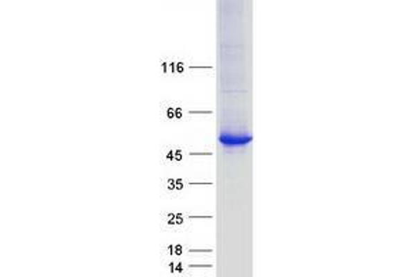 TTC38 Protein (Myc-DYKDDDDK Tag)