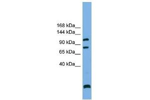 Image no. 1 for anti-SAPS Domain Family, Member 1 (SAPS1) (N-Term) antibody (ABIN2786061)