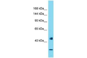 Image no. 1 for anti-Period Homolog 1 (Drosophila) (PER1) (N-Term) antibody (ABIN2787442)