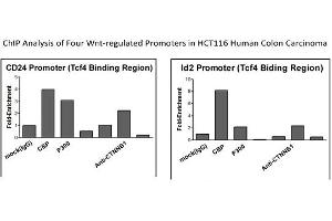 Image no. 2 for anti-Catenin (Cadherin-Associated Protein), beta 1, 88kDa (CTNNB1) (C-Term) antibody (ABIN2792527)
