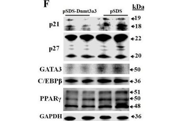 CDKN1B anticorps  (AA 150-198)