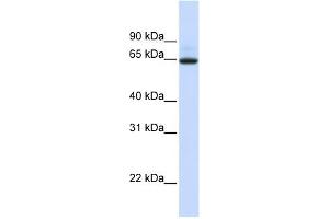 anti-UDP Glucuronosyltransferase 1 Family, Polypeptide A7 (UGT1A7) (N-Term) antibody