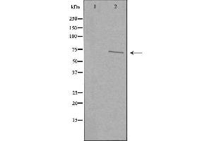 Image no. 2 for anti-CDK5 Regulatory Subunit Associated Protein 1-Like 1 (CDKAL1) (N-Term) antibody (ABIN6259603)