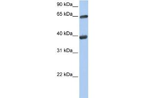 Image no. 1 for anti-Transketolase (TKT) (N-Term) antibody (ABIN2783411)