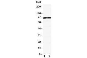 Image no. 4 for anti-Discs, Large Homolog 4 (Drosophila) (DLG4) (C-Term) antibody (ABIN3030742)