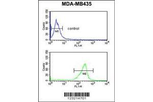 Image no. 2 for anti-Adrenomedullin (ADM) (AA 69-96) antibody (ABIN651196)
