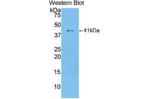 CCL22 antibody  (AA 25-93)