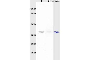 Image no. 6 for anti-Platelet-Activating Factor Receptor (PTAFR) (AA 231-342) antibody (ABIN687127)