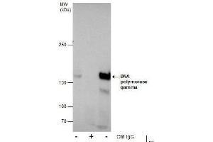 IP Image Immunoprecipitation of DNA polymerase gamma protein from MCF-7 whole cell extracts using 5 μg of DNA polymerase gamma antibody, Western blot analysis was performed using DNA polymerase gamma antibody, EasyBlot anti-Rabbit IgG  was used as a secondary reagent.