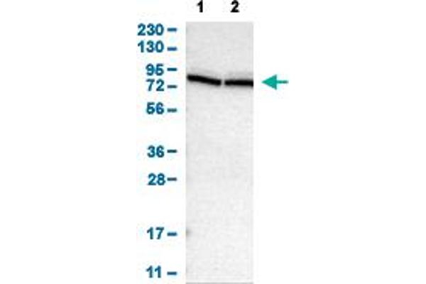 PTPN4 antibody  (AA 743-831)