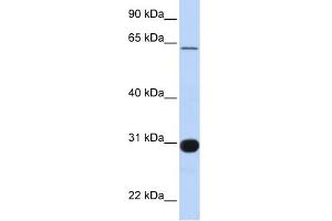 Image no. 1 for anti-Ral GEF with PH Domain and SH3 Binding Motif 1 (RALGPS1) (Middle Region) antibody (ABIN634297)