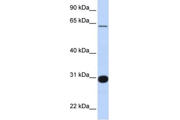 RALGPS1 antibody  (Middle Region)