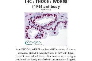 THOC6 抗体  (AA 71-181)