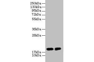 DAOA Antikörper  (AA 1-153)