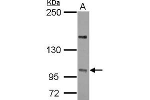 PPP4R4 antibody  (C-Term)