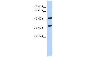 Image no. 1 for anti-Ankyrin Repeat and SOCS Box Containing 8 (ASB8) (N-Term) antibody (ABIN634410)