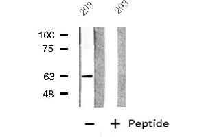 Image no. 1 for anti-Glypican 5 (GPC5) antibody (ABIN6257249)