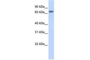 Image no. 1 for anti-Non-SMC Condensin II Complex, Subunit H2 (NCAPH2) (AA 72-121) antibody (ABIN6741338)