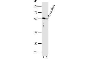 Image no. 3 for anti-Peroxisome Proliferator-Activated Receptor alpha (PPARA) (AA 301-400) antibody (ABIN701620)