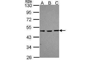 Image no. 1 for anti-Methyl-CpG Binding Domain Protein 2 (MBD2) (Center) antibody (ABIN2856140)