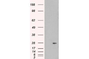 Image no. 1 for anti-Pallidin Homolog (PLDN) (C-Term) antibody (ABIN184993)