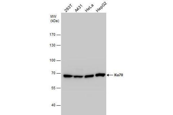 anti-X-Ray Repair Complementing Defective Repair in Chinese Hamster Cells 6 (XRCC6) (C-Term) antibody