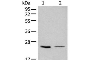 Western blot analysis of 293T and LOVO cell lysates using CDCA4 Polyclonal Antibody at dilution of 1:1000