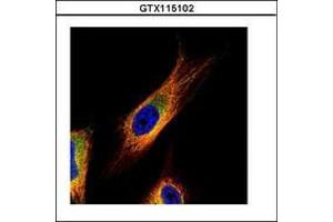 Image no. 2 for anti-COP9 Signalosome Complex Subunit 3 (COPS3) (AA 139-390) antibody (ABIN1497573)