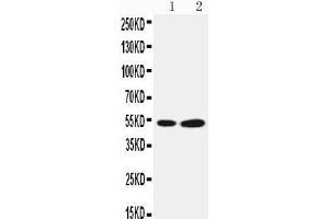 Image no. 1 for anti-Selenium Binding Protein 1 (SELENBP1) (AA 226-240), (Middle Region) antibody (ABIN3042829)