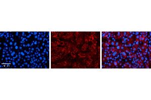 Image no. 1 for anti-Solute Carrier Family 25 (Mitochondrial Carrier, Oxoglutarate Carrier), Member 11 (SLC25A11) (C-Term) antibody (ABIN2781592)