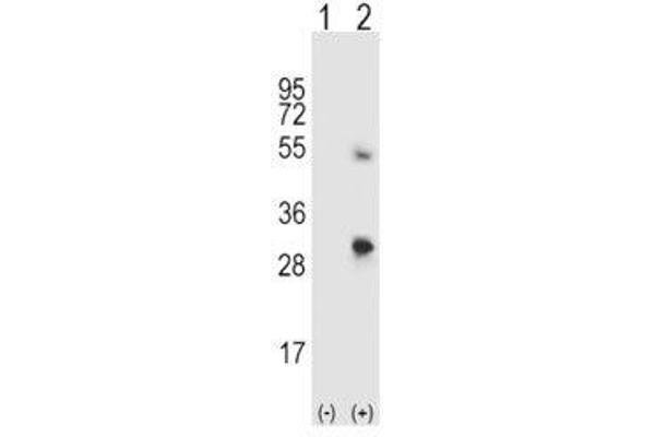 anti-Secreted Protein, Acidic, Cysteine-Rich (Osteonectin) (SPARC) (AA 224-251) antibody
