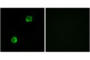 Image no. 3 for anti-Apolipoprotein L, 2 (APOL2) (AA 191-240) antibody (ABIN1534644)