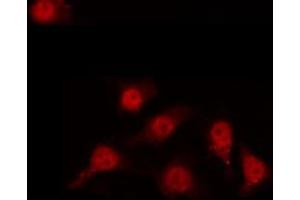JunD antibody  (pSer255)