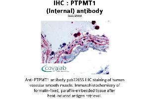 Image no. 1 for anti-Protein Tyrosine Phosphatase, Mitochondrial 1 (PTPMT1) (Internal Region) antibody (ABIN1738591)