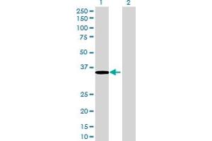 Western Blot analysis of AKR7A2 expression in transfected 293T cell line by AKR7A2 MaxPab polyclonal antibody.