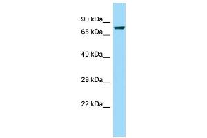 Image no. 1 for anti-Calpain 8 (CAPN8) (Middle Region) antibody (ABIN2790353)